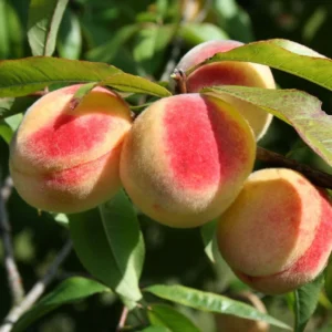 Pêcher Bénédicte – Prunus Persica