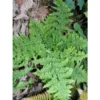 Dryopteris Dilatata Crispa Whiteside – Fougère