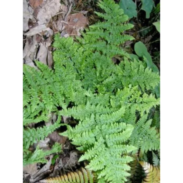 Dryopteris Dilatata Crispa Whiteside – Fougère