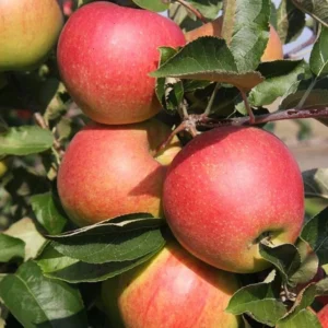 Pommier Jonagold – Palmette Simple U