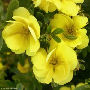 Potentille Arbustive – Potentilla Fruticosa Double Punch Gold