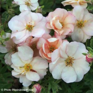 Potentilla Fruticosa Double Punch Pastel – Potentille Arbustive