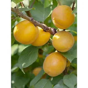 Abricotier – Prunus Armeniaca Bulida