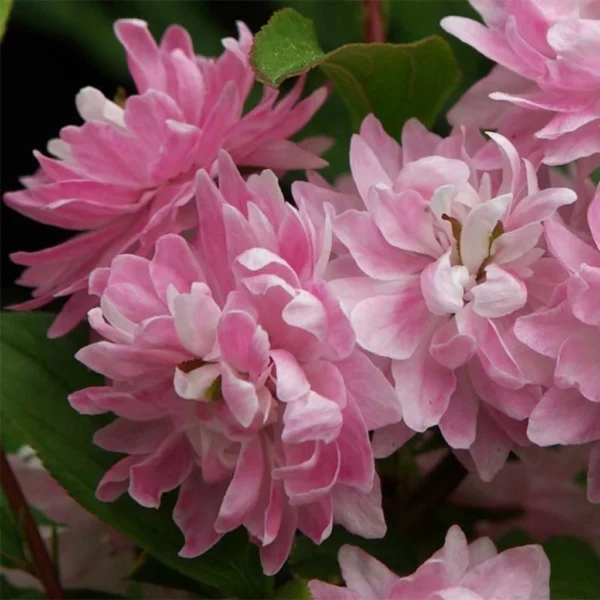 Cerisier à Fleurs – Prunus Glandulosa Rosea Plena