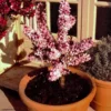Pêcher – Prunus Persica Nain Crimson Bonfire