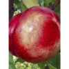 Nectarinier – Prunus Persica Nucipersica Silver Giant