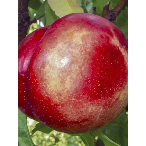 Nectarinier – Prunus Persica Nucipersica Silver Giant