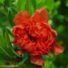 Grenadier à Fleurs – Punica Granatum Plena