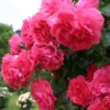 Rosier Grimpant Rosarium Uetersen