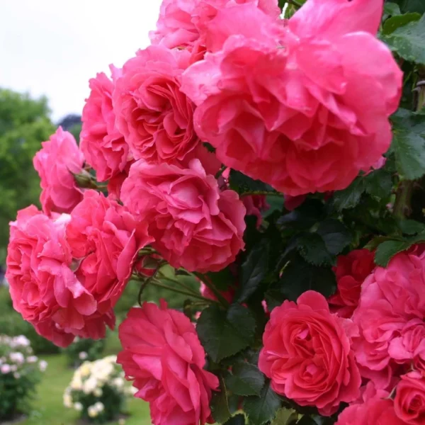 Rosier Grimpant Rosarium Uetersen