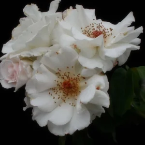 Rosier à Fleurs Groupées Maria Mathilda