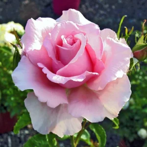 Rosier à Grandes Fleurs Sandrine Quétier