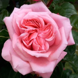 Rosier à Grandes Fleurs Special Anniversary