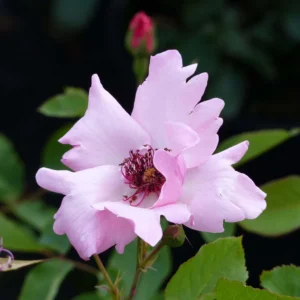 Rosier Ancien Dainty Bess