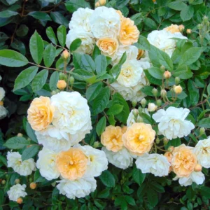 Rosier Ancien Ghislaine De Féligonde