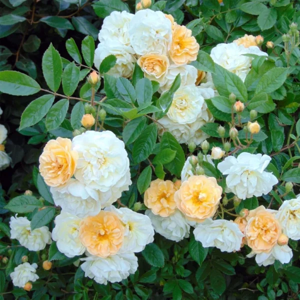 Rosier Ancien Ghislaine De Féligonde