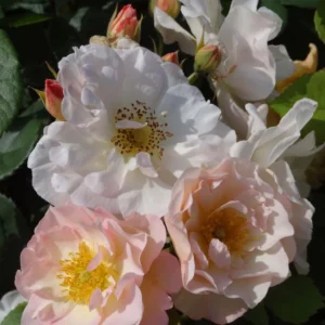 Rosier Ancien Pénélope