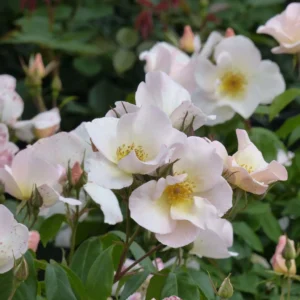Rosier Ancien Sally Holmes