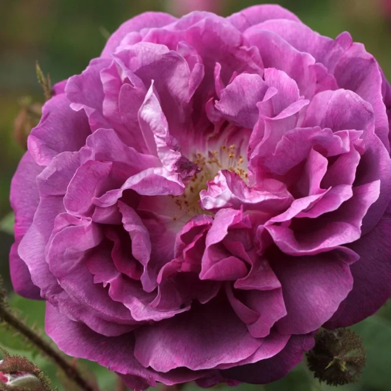 Rosier ancien William Lobb fleurs profondes