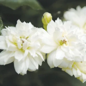 Rosier De Banks Alba Plena – Rosa Banksiae