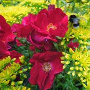Rosier Décorosiers Vesuvia