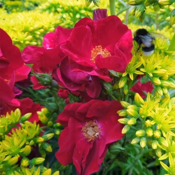 Rosier Décorosiers Vesuvia