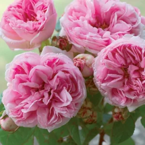 Rosier Ancien Madame Ernest Calvat