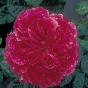 Rosier Anglais David Austin Fragrant Old Purple