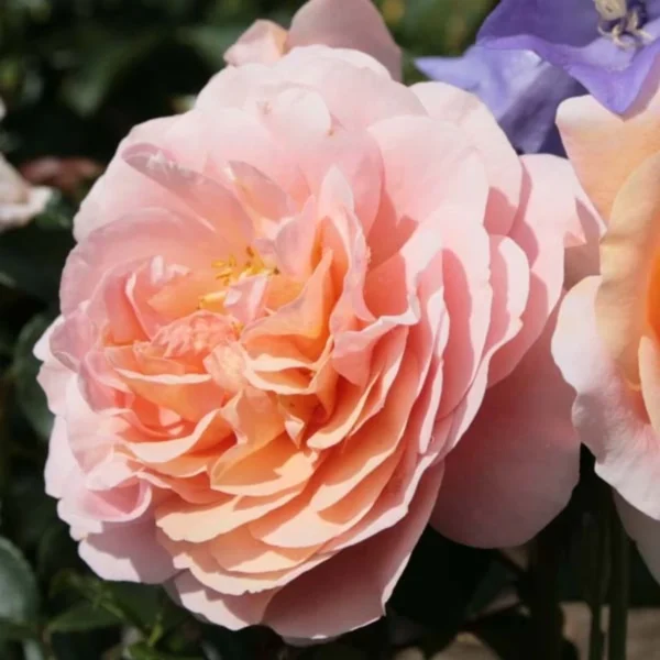 Rosier à Fleurs Groupées Garden Of Roses – Joie De Vivre