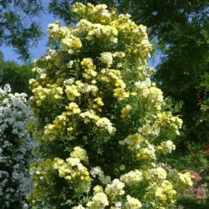 Rosier Grimpant Golden Age