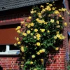 Rosier Grimpant Golden Showers