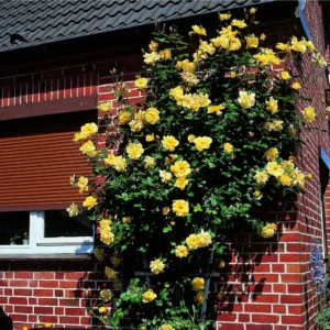 Rosier Grimpant Golden Showers