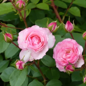 Rosier Grimpant Mini Eden Rose