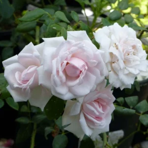 Rosier Grimpant New Dawn