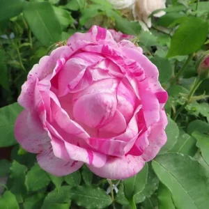 Rosier Ancien Gros Provins Panaché