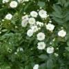 Rosier Tige Guirlande D’Amour