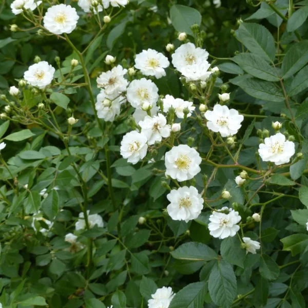 Rosier Tige Guirlande D’Amour