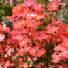 Rosier Tige Décorosiers Isalia