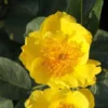 Rosier Nain Lemon Fizz