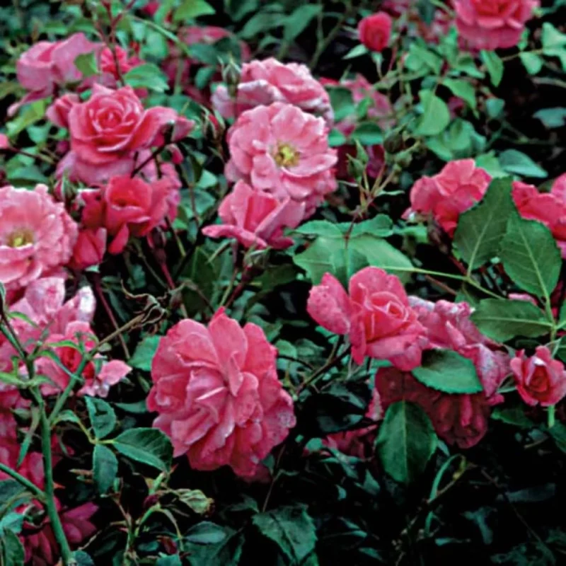 Rosier Rigo Bonaparte couvre-sol