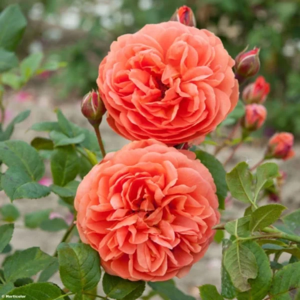 Rosier David Austin Summer Song