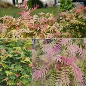Sorbaria Sorbifolia Pink Hopi – Fausse Spirée à Feuilles De Sorbier