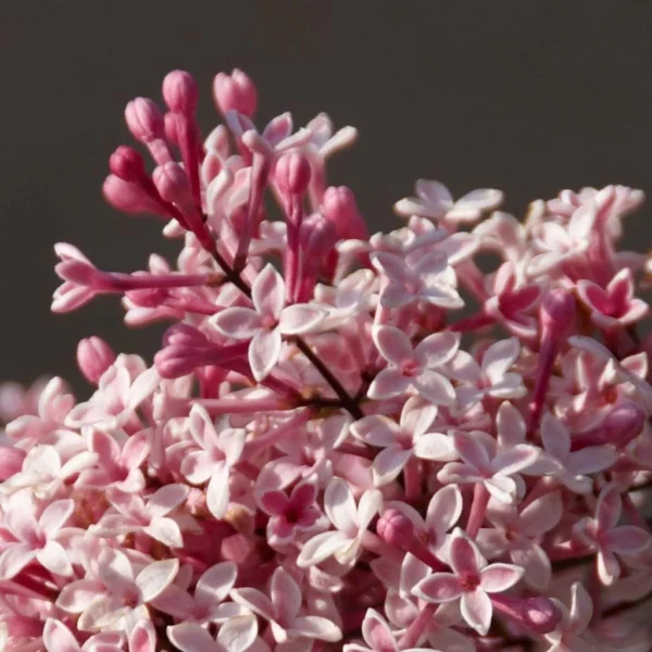 Lilas De Chine – Syringa Microphylla Superba