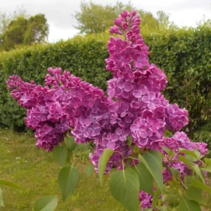 Lilas Commun – Syringa Vulgaris Znamya Lenina