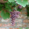 Vigne Fragola Nera – Raisin Fraise