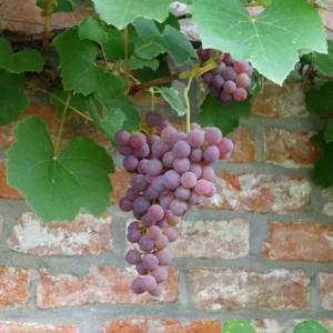 Vigne Fragola Nera – Raisin Fraise