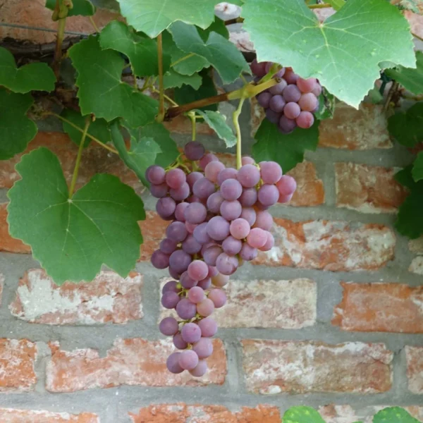 Vigne Fragola Nera – Raisin Fraise