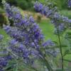 Vitex Agnus-castus Delta Blues – Gattilier