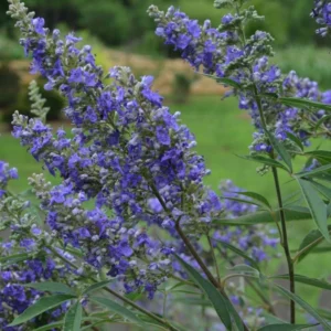 Vitex Agnus-castus Delta Blues – Gattilier