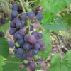 Vigne – Vitis Vinifera Muscat Bleu